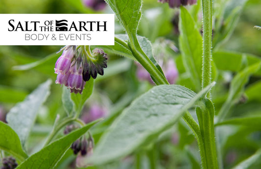 What is Comfrey & Why It's in Our Natural Skincare Products