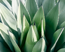 Load image into Gallery viewer, SISAL PLANT ALOE VERA PLANT PLANT FIBRE SALT OF THE EARTH BODY
